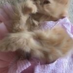 قطة شيرازيه persian cat