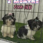 shihtzu puppies