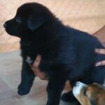 Black jack puppy