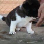 Akita puppy