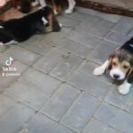 beagle puppy