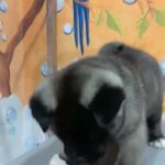 Akita puppy ?