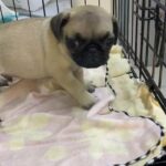 pug male puppy