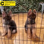 Champion breed German Shepherd with Pedigree