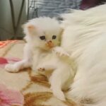 white kitty for urgent sale