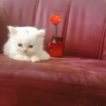 white persian kitten only two month