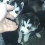 husky Siberian male and female available