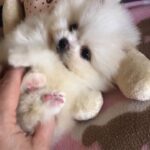 Pomiranian Puppy Pure White Teddy Bear Type
