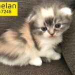 Scottish fold / Persian