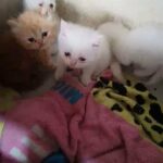 Hamalayen kittens