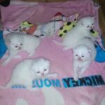 Exotic Shorthair Himalayan Kittens