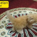 Persian kitten