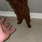 pure red toy poodle FEMALE