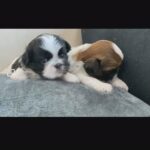 pure males chitzu puppies for booking