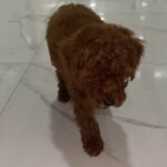 pure red toy poodle male