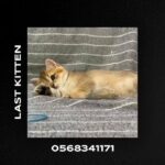 last kitten available‼️