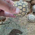 African Sulkata Tortoise