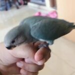 hand tamed love bird for sale