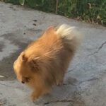 Pomeranian male