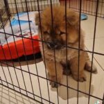 Shaw shaw puppy for sale
