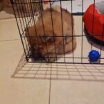 Shawshaw puppy for sale