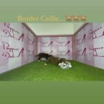 White/Brown Border Collie