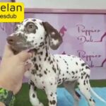 Dalmatian