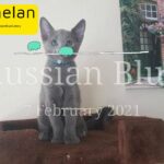 Russian Blue Kitten Purebred