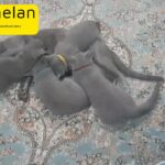 Russian Blue Purebred Kittens