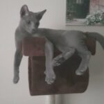 Russian  Blue for sale