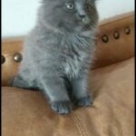 Scottish fold blue colour