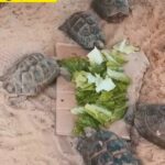 tortoises for sale ? big size. 0545728301
