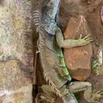green iguana adult. friendly . 0545728301