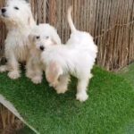 Labradoodles Puppies Male and Female