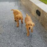 Golden Retriver Puppy