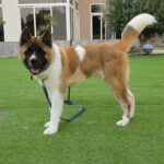 American Akita Pure Breed