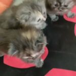 MaineCoon kittens