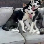 females husky puppies