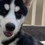 females pure husky for urgent sale for travel