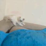 Himalaya Persian mix kitten