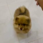 Mini pomeranian male