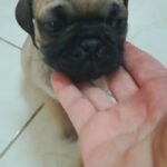Female pug Puppy's available