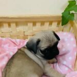 Pug Females puppy's available