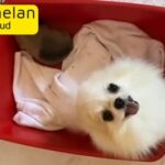 Pomeranian teacup puppies pure breed father and mother available