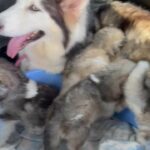 Alaskan malamute puppy’s