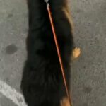 male king size german shepherd