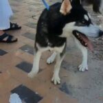 male siberian husky      ذكر هاسكي