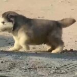 Alaskan Malamute