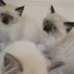 ragdoll kittens