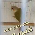 كنيور اليف